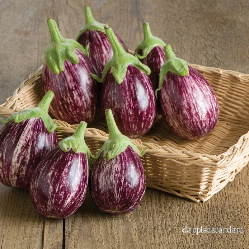 Aubergine ´Calliope´ F1 Aubergine ´Calliope´ F1