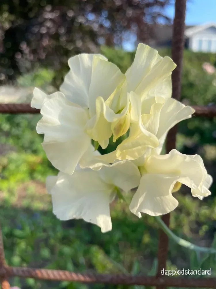 Bristol Cream