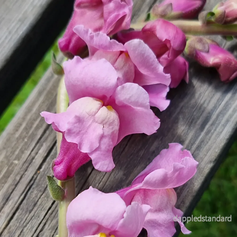 Lejongap Potomac Lavender - Bild 3