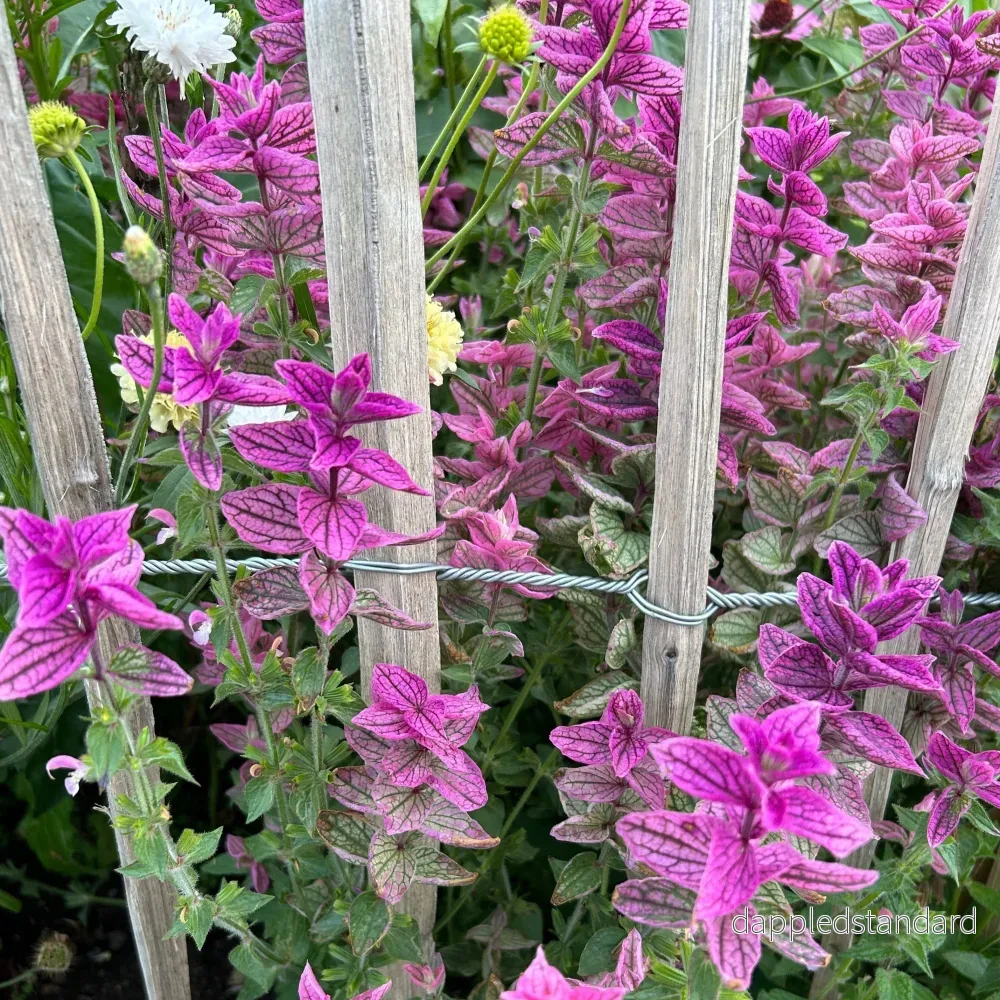 Broksalvia ´Pink Sundae´ - Bild 2