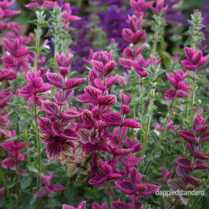 Broksalvia ´Pink Sundae´