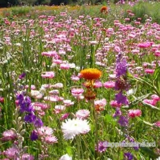 Blomsterblandning Eterneller Blomsterblandning Eterneller