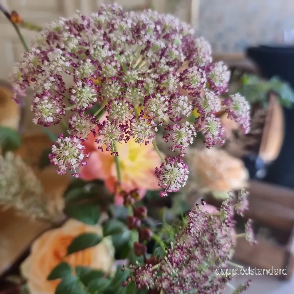 Blomstermorot Dara - Bild 2