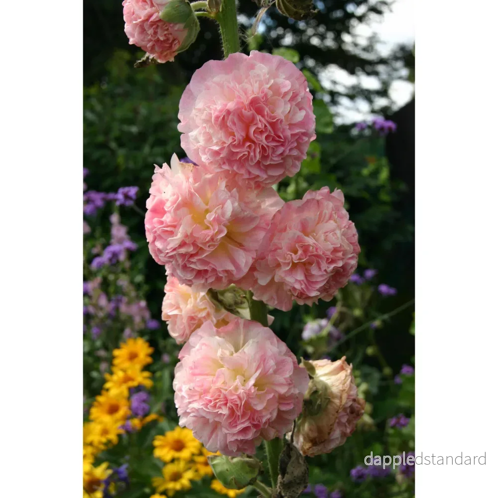 Stockros ´Peaches & Dreams´ - Bild 3