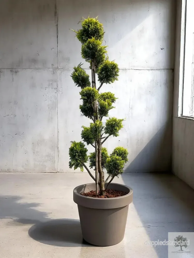 Molnklippt Cypress Leylandii 'Golden Raider' – Skulptural elegans med gyllene lyster - Bild 3