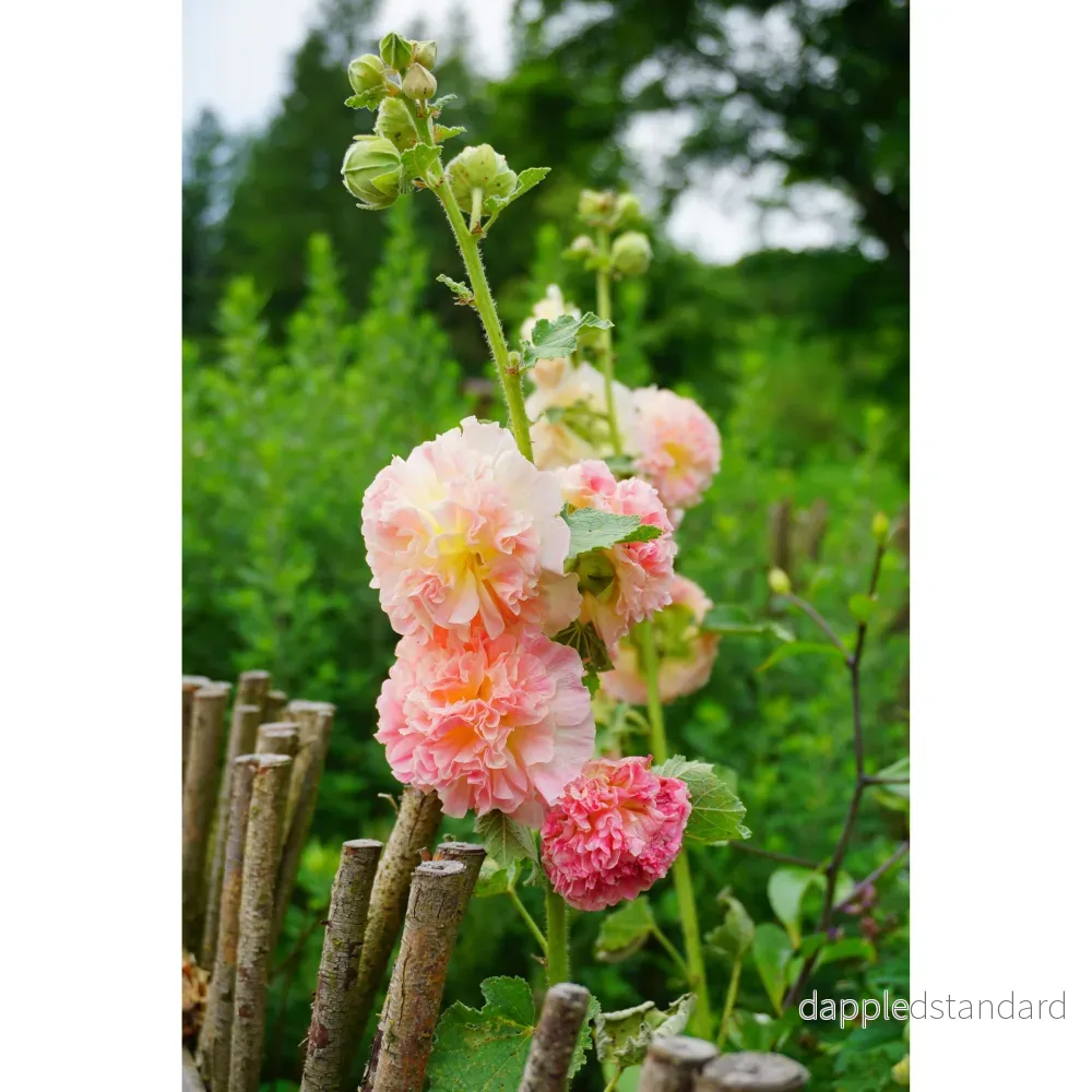 Stockros ´Peaches & Dreams´ - Bild 2