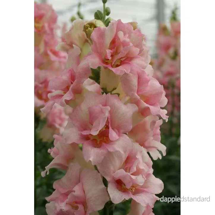 Lejongap ´Doubleshot Appleblossom´ F1 Lejongap ´Doubleshot Appleblossom´ F1