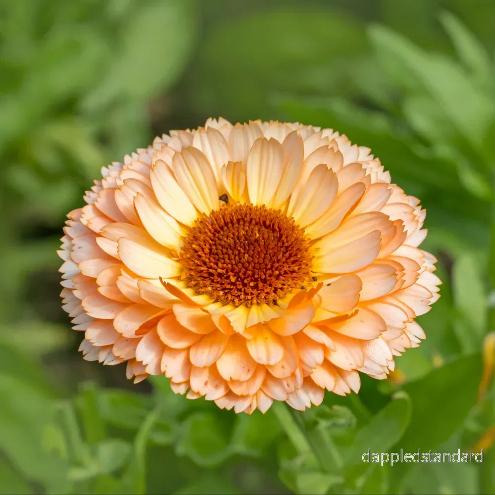 Ringblomma ´Pink Surprise´