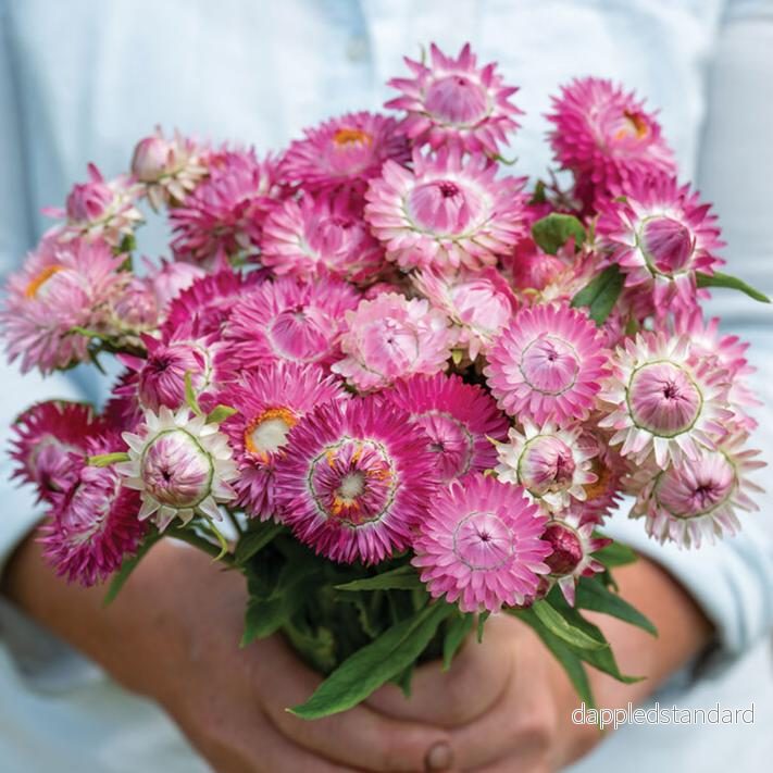Jätteeternell ´Bright Rose´ Jätteeternell ´Bright Rose´