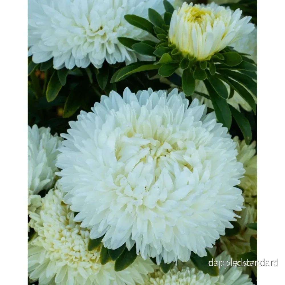 Sommaraster ´Lady Coral White´ - Bild 2
