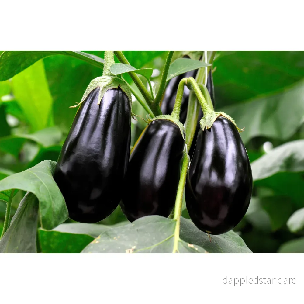 Aubergine ´Black Beauty´ - Bild 2