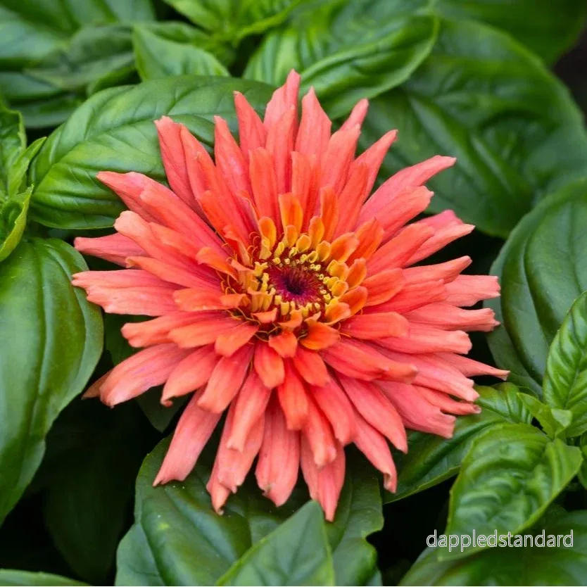 Zinnia ´Senora´ Zinnia ´Senora´