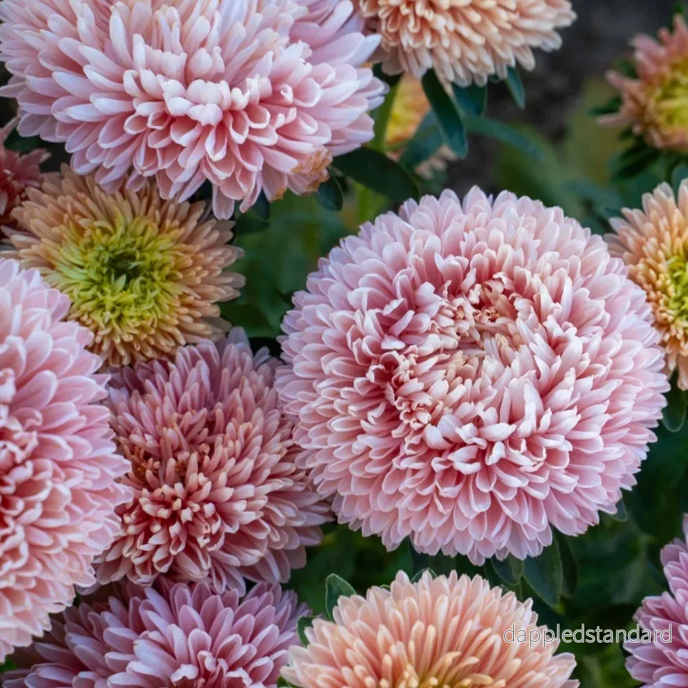 Sommaraster ´Balloon Apricot´ Sommaraster ´Balloon Apricot´