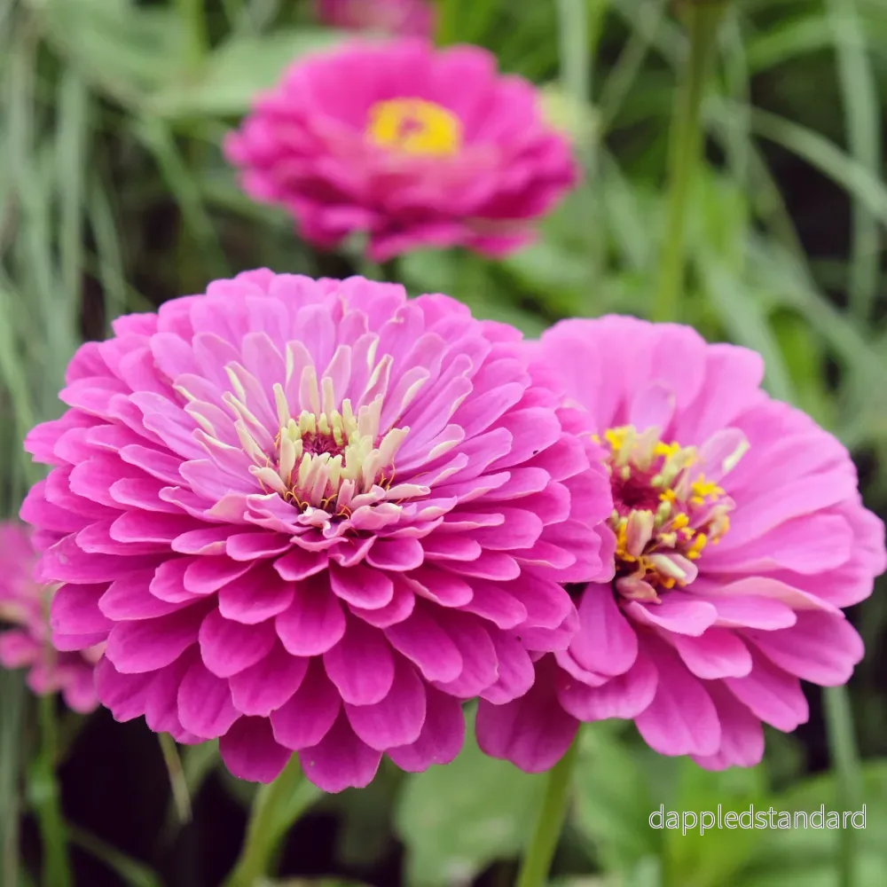 Zinnia ´Purple Prince´ Zinnia ´Purple Prince´