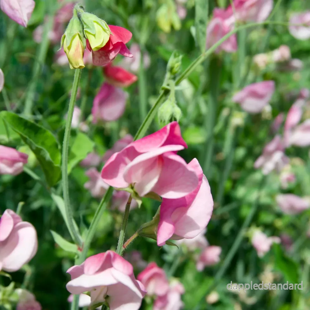 Sicilian Pink - Bild 3