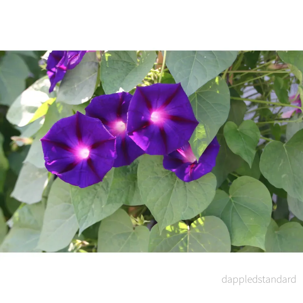 Purpurvinda ´Star of Yelta´ - Bild 2