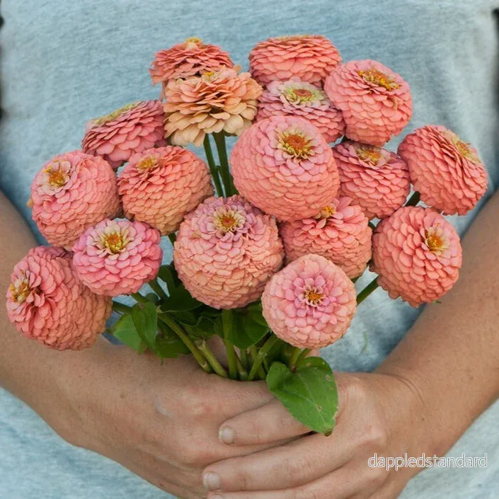Zinnia ´Oklahoma Salmon´ Zinnia ´Oklahoma Salmon´