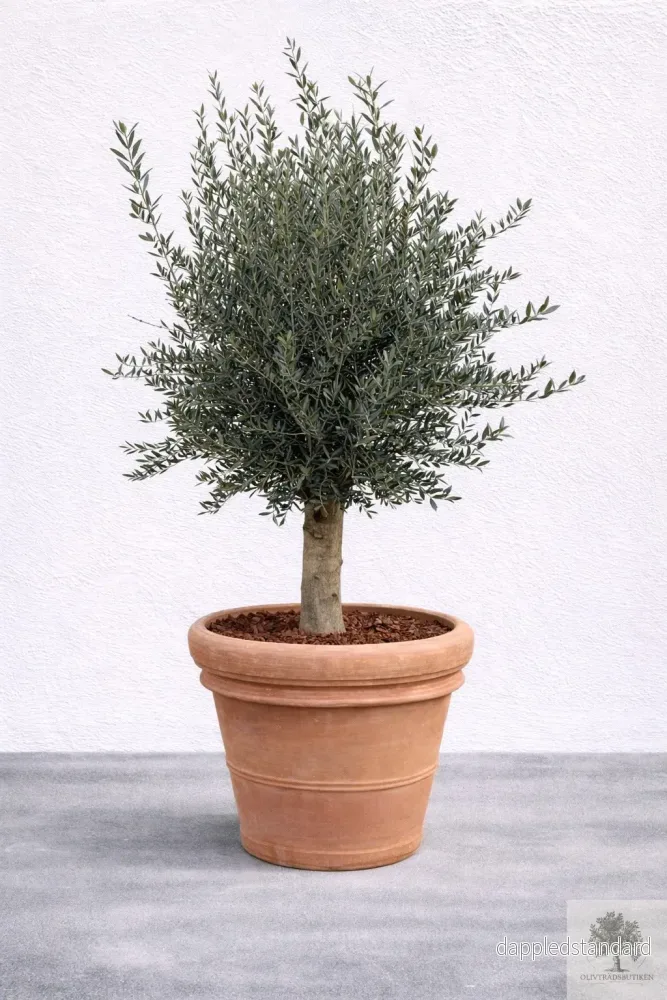 Olivträd 30 år - 230 cm höjd - 40 cm stam - 90 cm krona - Bild 3