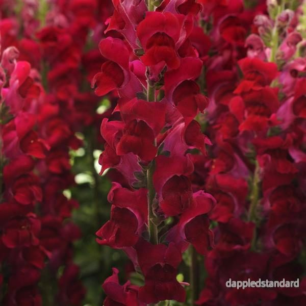 Lejongap ´Potomac Crimson´