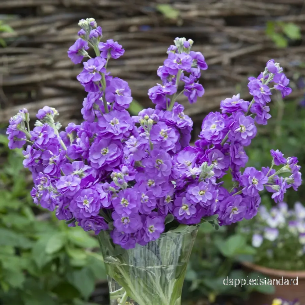 Lövkoja ´Anytime Lavender´