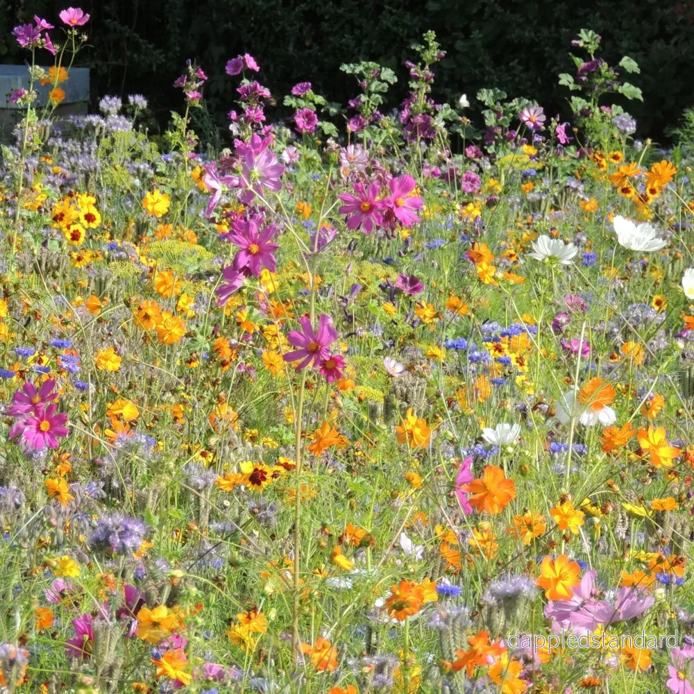 Blomsterblandning för bin Blomsterblandning för bin