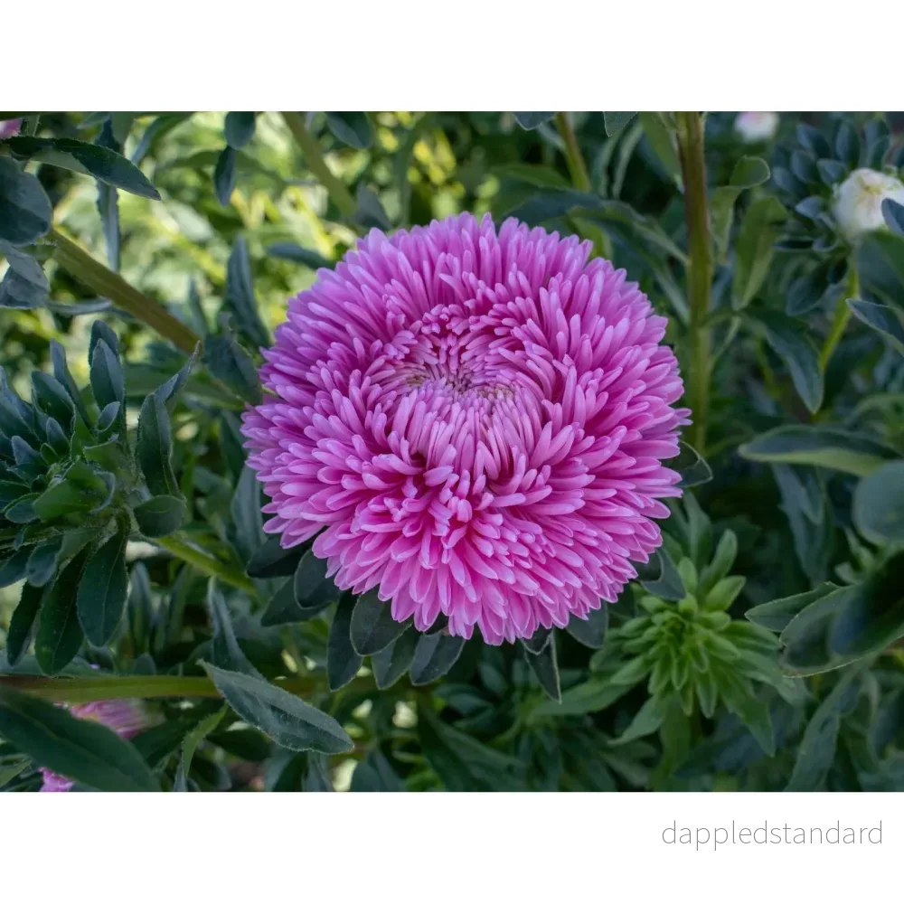 Sommaraster ´Lady Coral Light Rose´ - Bild 2