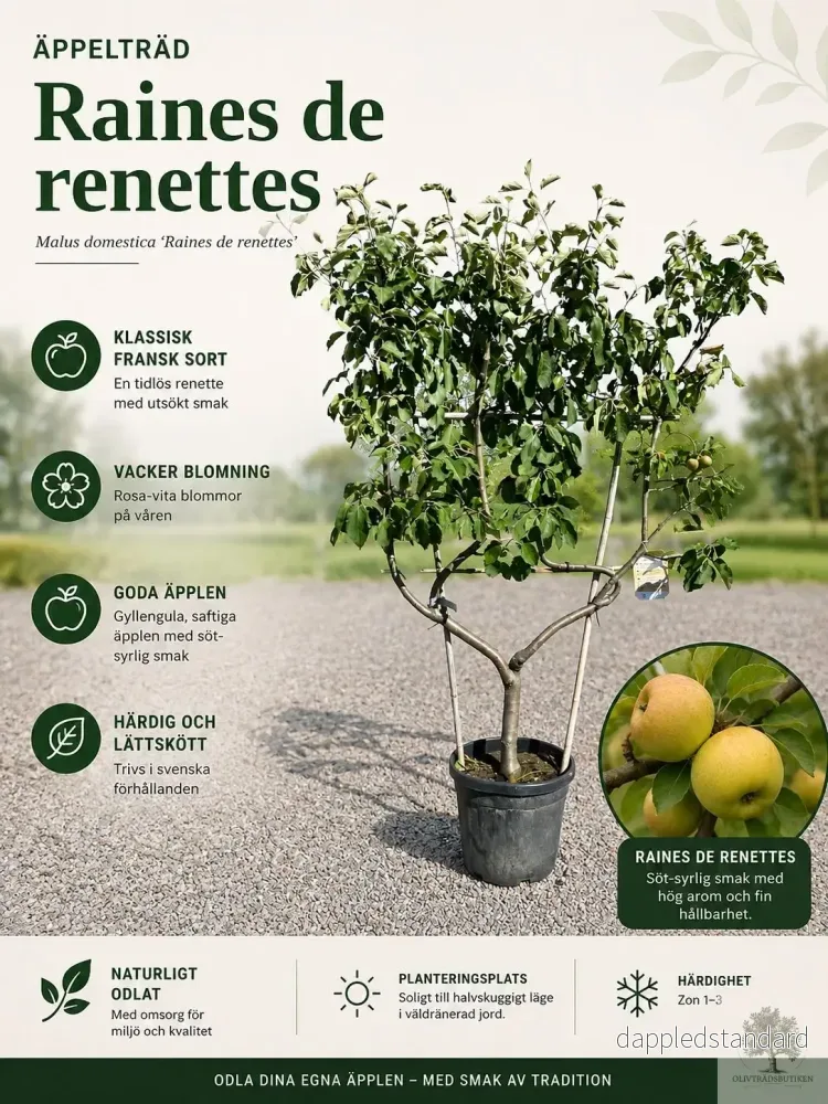 Äppleträd på spaljé– ‘Reines des Reinettes’ – 200 cm Äppleträd på spaljé– ‘Reines des Reinettes’ – 200 cm