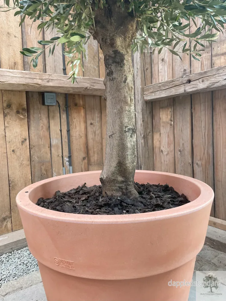 Plantering Small – Medelhavsjord/pinjebark - Bild 2