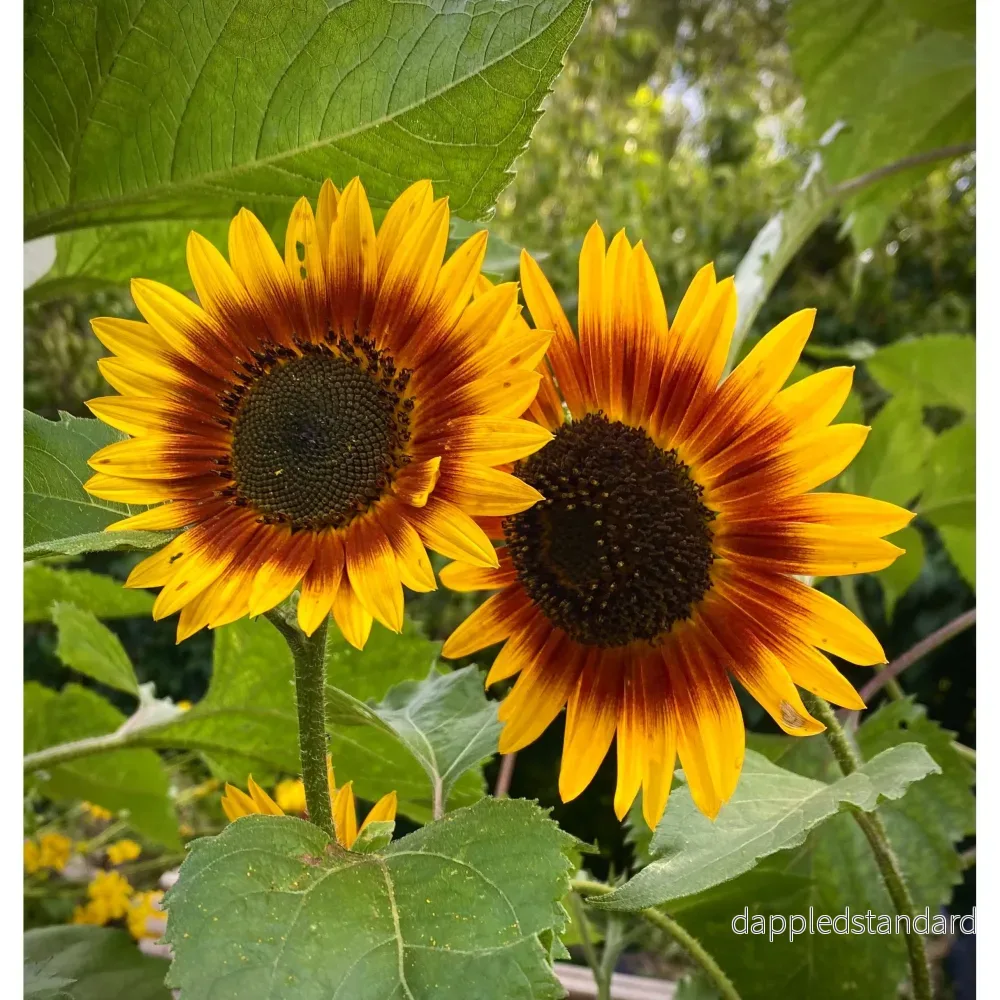 Solros ´Autumn Beauty´