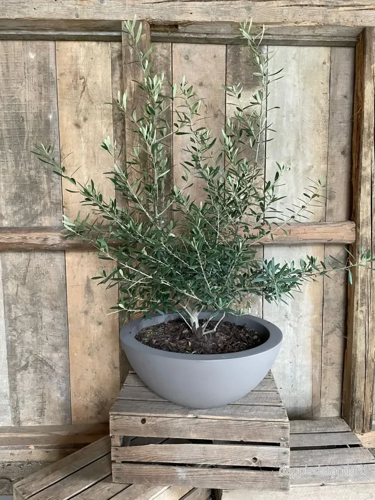 Kruka låg – Cefeo – diameter 60 cm