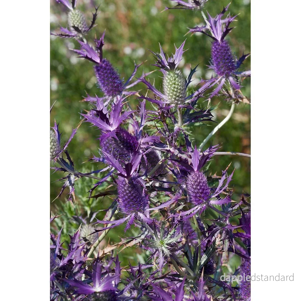 Purpurmartorn ´Purple Sheen´ - Bild 2