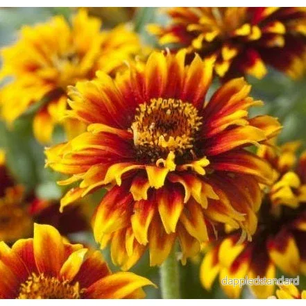 Guldzinnia ´Old Mexico´