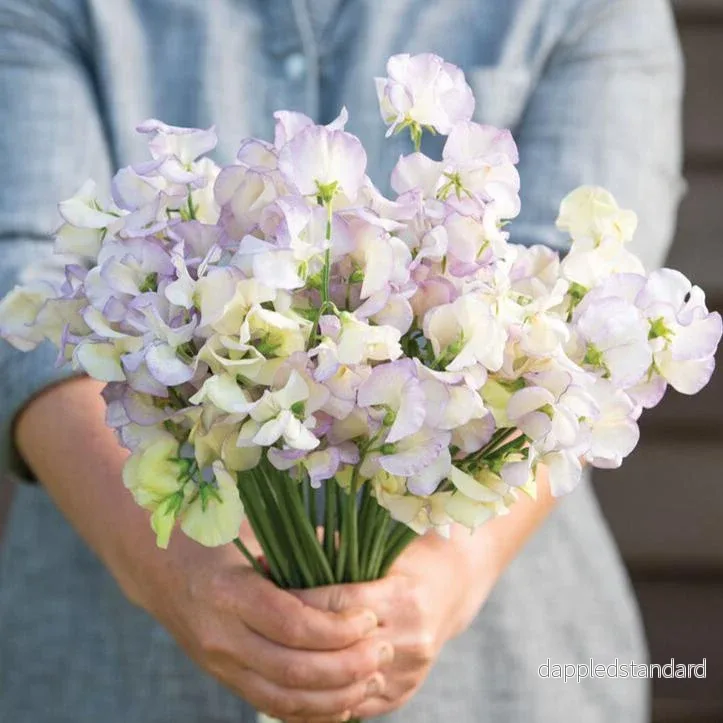 Luktärt ´High Scent´