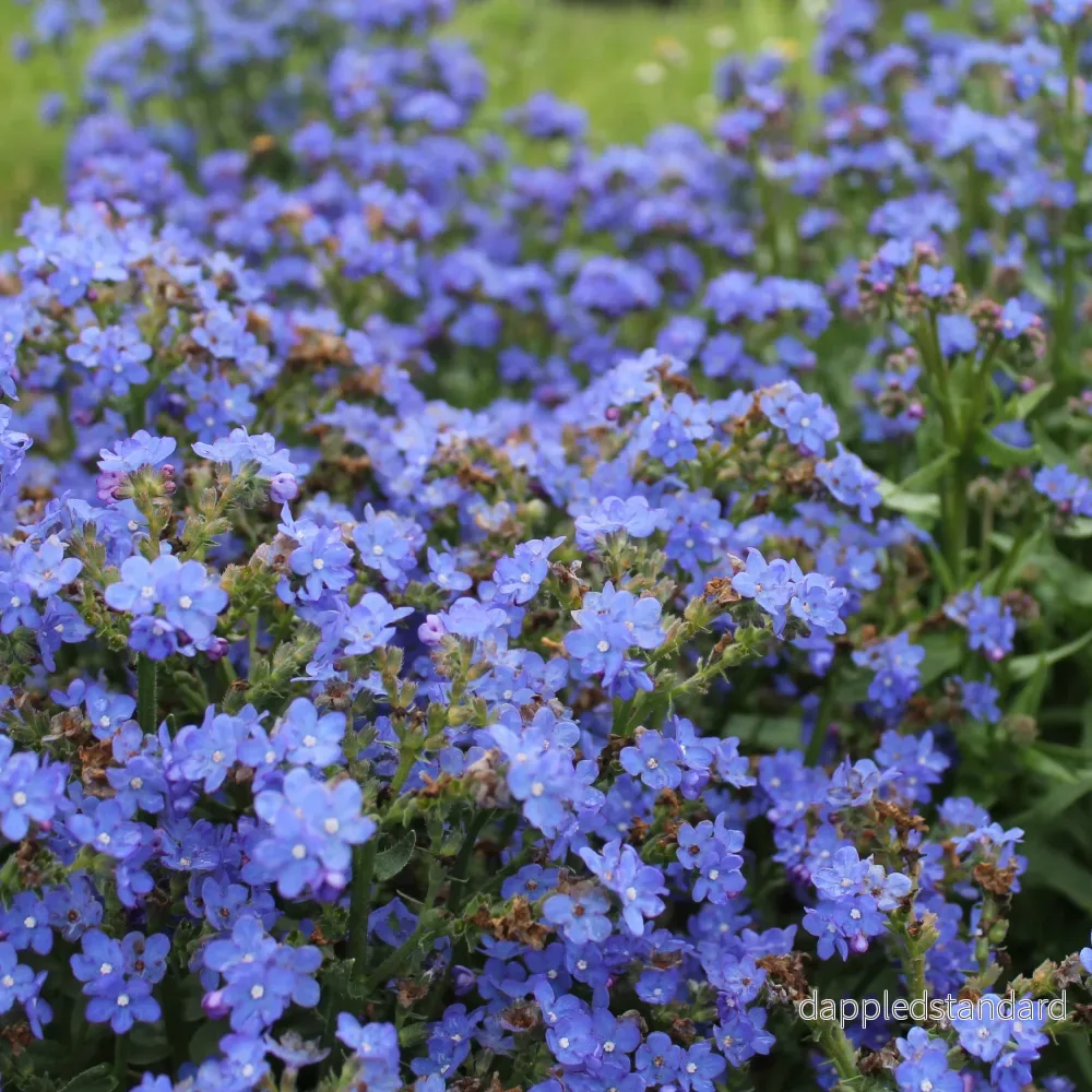 Sommarförgätmigej ´Blue Angel´ Sommarförgätmigej ´Blue Angel´