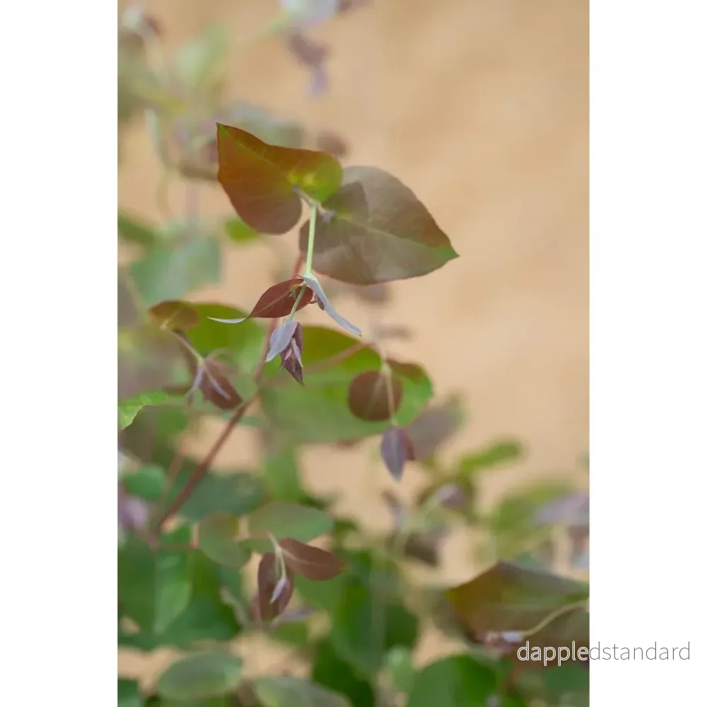 Eucalyptus dunnii - Bild 2