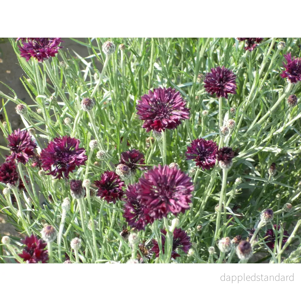 Blåklint ´Black Ball´ - Bild 2