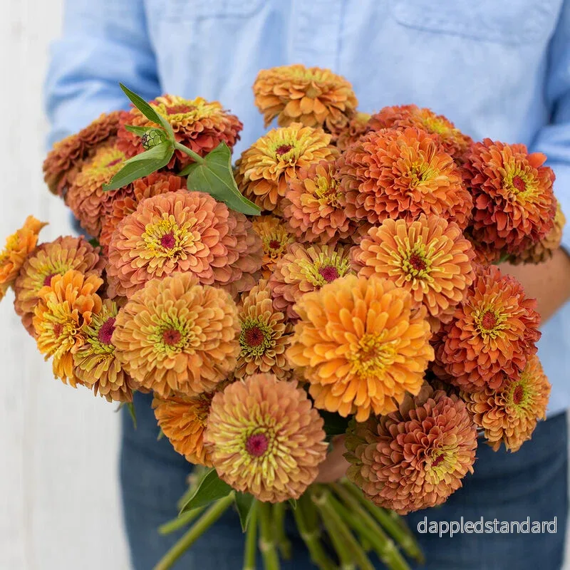 Zinnia ´Queeny Lime Orange´ Zinnia ´Queeny Lime Orange´