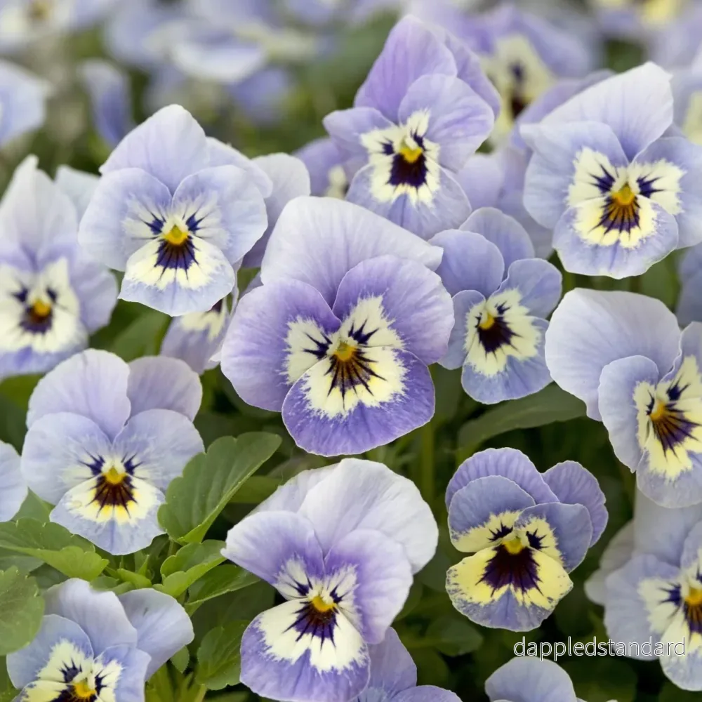 Bukettviol ´Floral Power Marina´ Bukettviol ´Floral Power Marina´