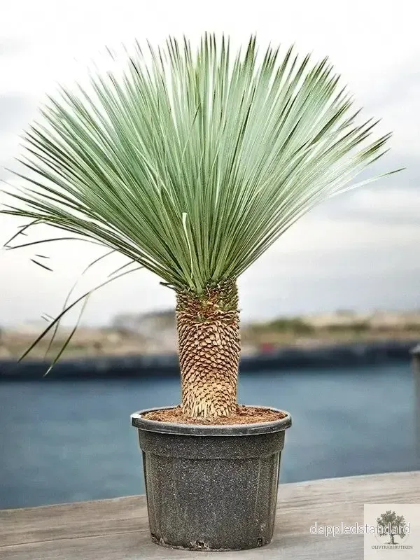 Yucca Rostrata - Palmlilja - 150cm hög - Bild 2