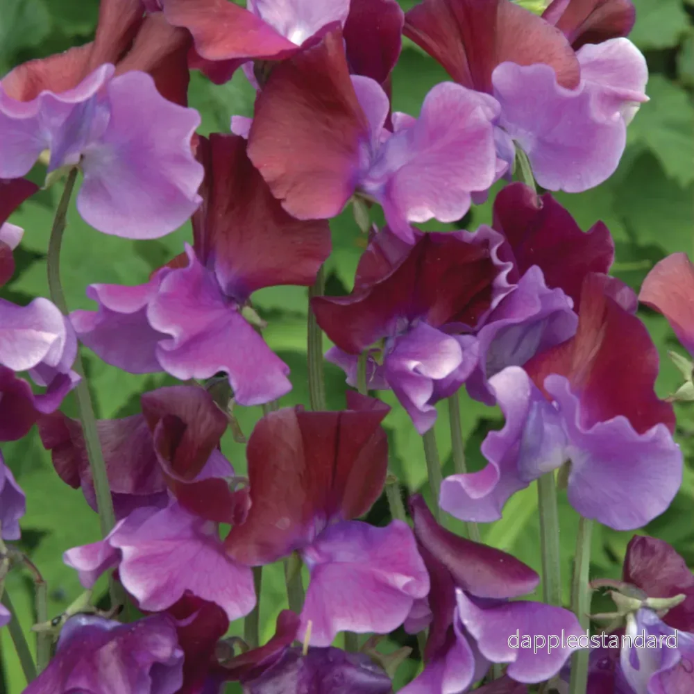Luktärt ´Purple Pimpernel´