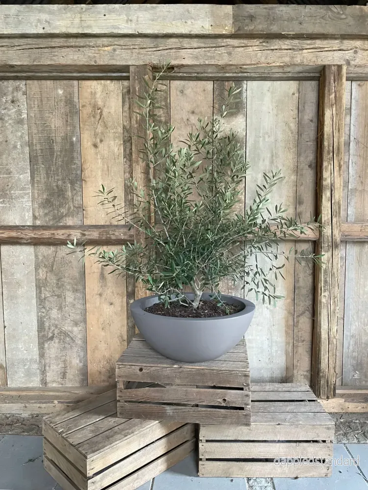 Olivträd buske – Olea Europaea Olivträd buske – Olea Europaea