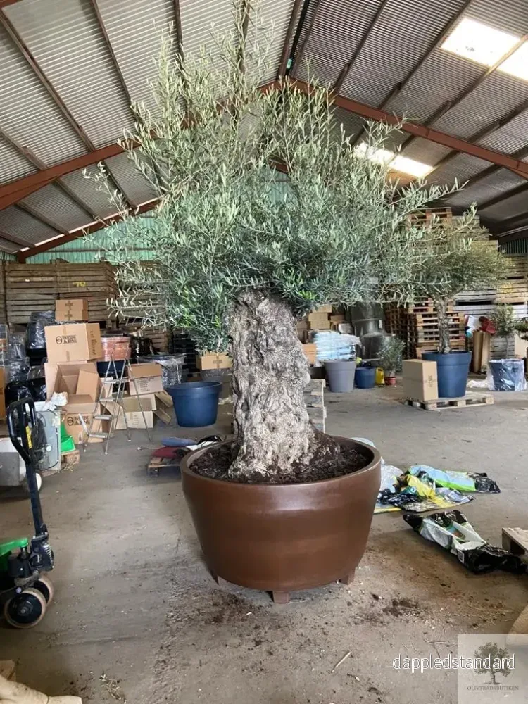 Plantering Large – Medelhavsjord/Pinjebark Plantering Large – Medelhavsjord/Pinjebark