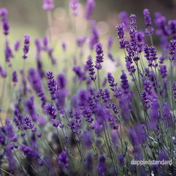 Lavendel Lavendel
