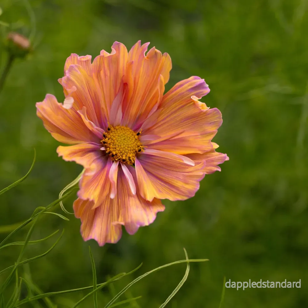 Rosenskära ´Apricotta´