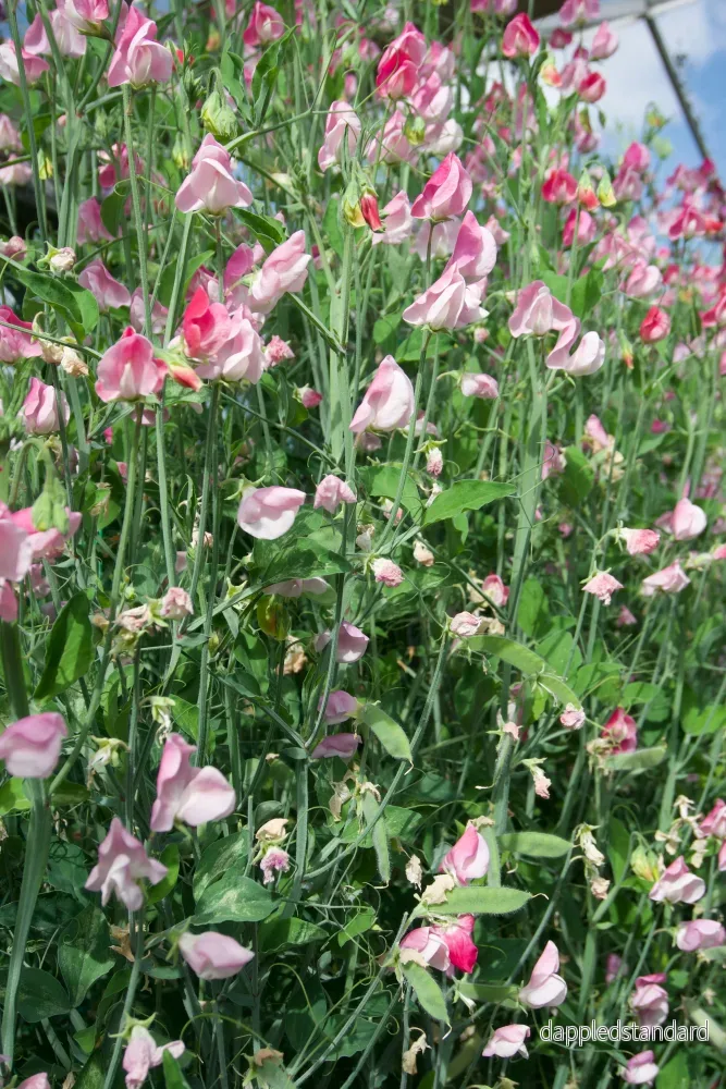 Sicilian Pink - Bild 2