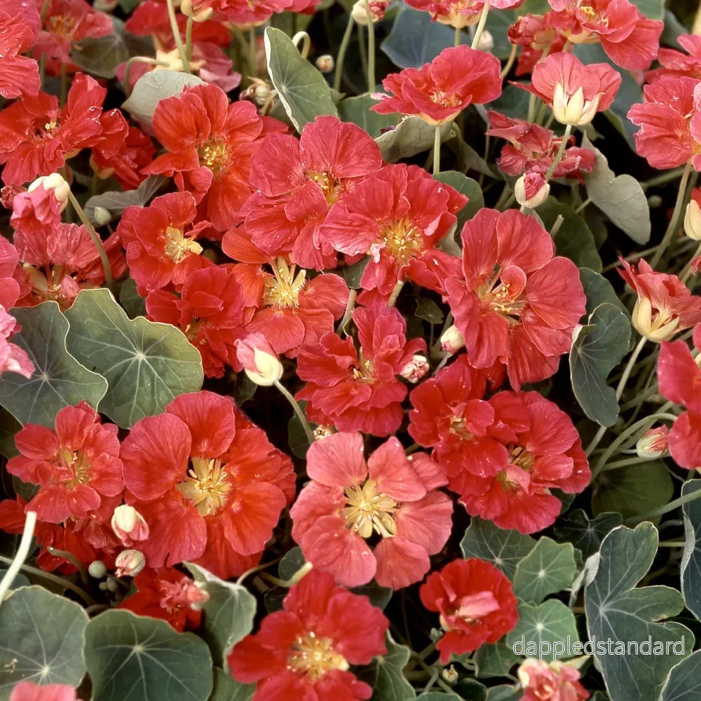 Buskkrasse ´Whirlybird Rose´