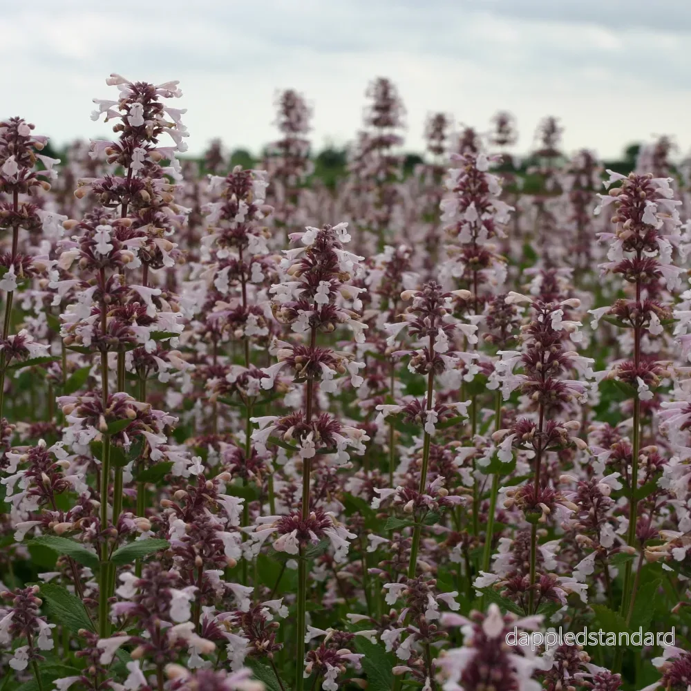 Nepeta hybrida ´Pink Candy´ Nepeta hybrida ´Pink Candy´