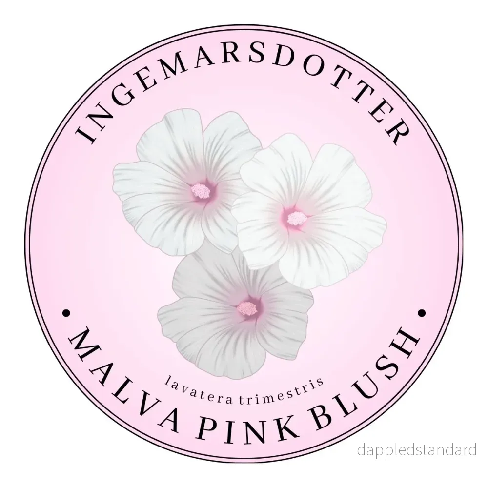 Sommarmalva Pink Blush Sommarmalva Pink Blush