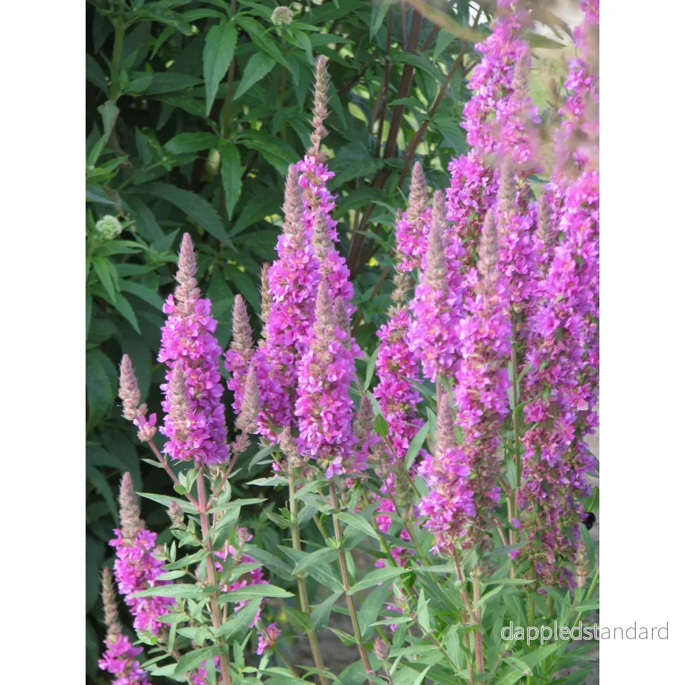 Fackelblomster ´Rosy Gem´ - Bild 2