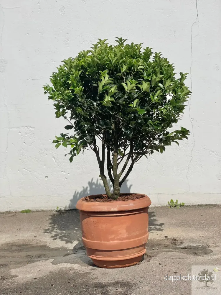 Osmanthus 170 cm – Flerstammig vintergrön växt – planterad i kruka Osmanthus 170 cm – Flerstammig vintergrön växt – planterad i kruka